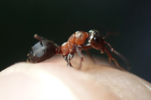 Formica cunicularia - gyakori rabszolgahangya