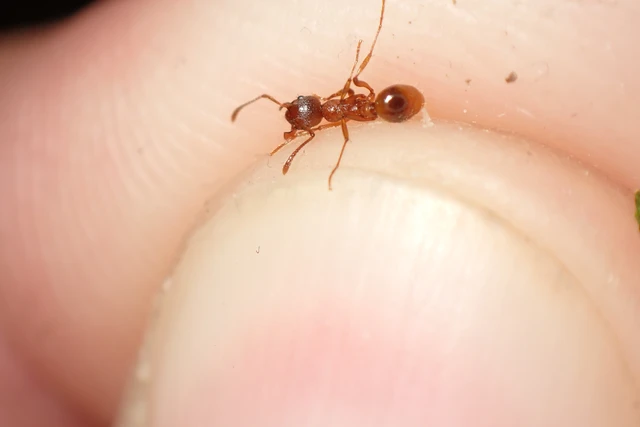Myrmica rubra - közönséges bütyköshangya