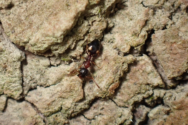 Dolichoderus quadripunctatus - négypettyes erdeihangya