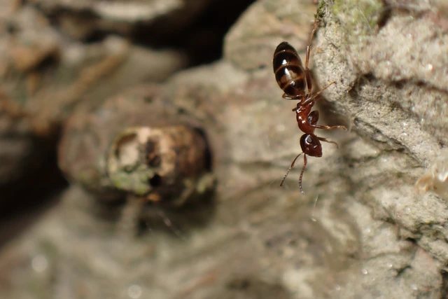 Colobopsis truncata - kapushangya
