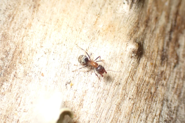 Liometopum microcephalum - tölgyfahangya