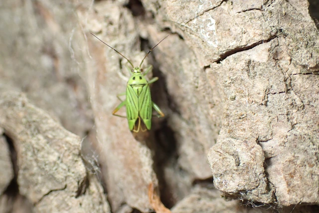 Mermitelocerus