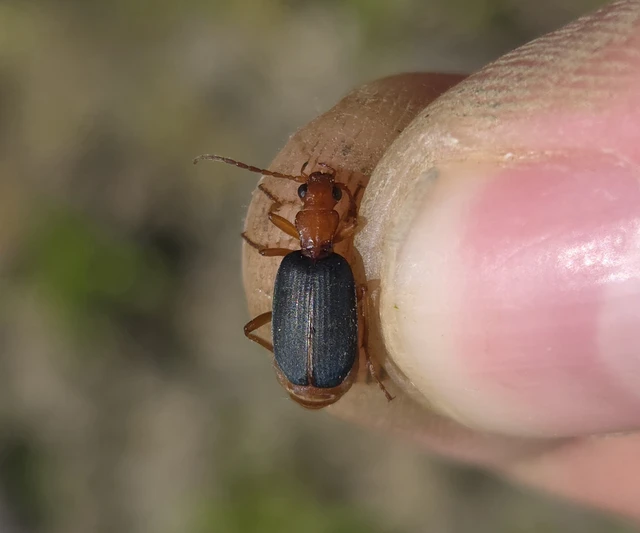Brachinus