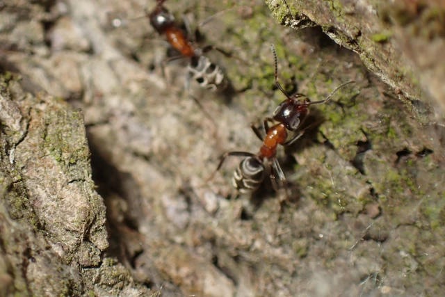 Liometopum microcephalum - tölgyfahangya