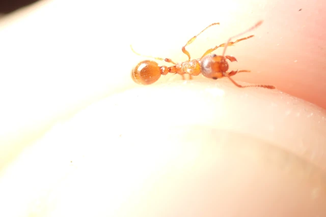 Myrmica rubra - közönséges bütyköshangya