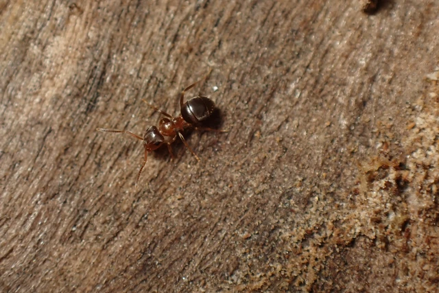 Lasius brunneus - rozsdáshátú feketehangya