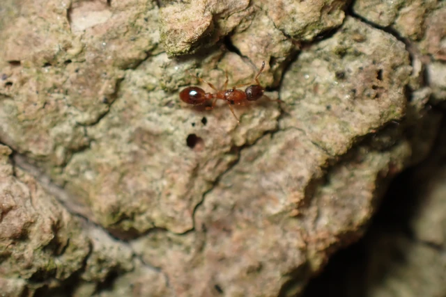 Leptothorax