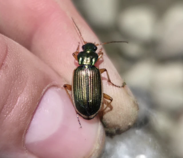 Chlaenius spoliatus - csupasz bűzfutó