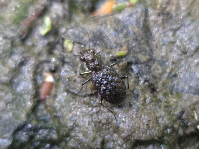 Elaphrus