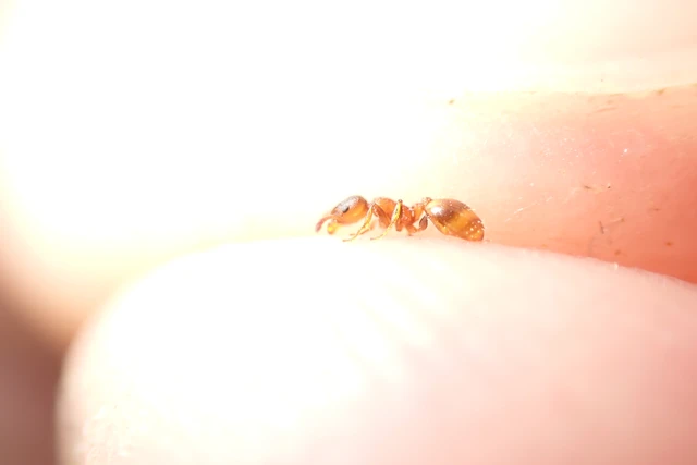Temnothorax affinis - erdei kéreghangya