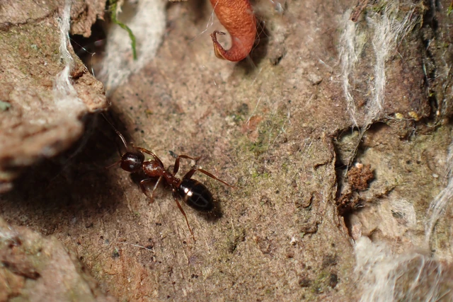 Colobopsis truncata - kapushangya