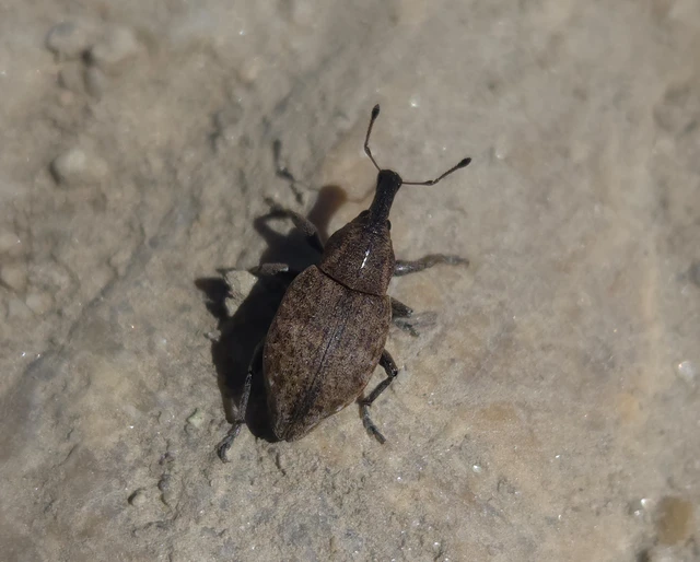 Lepyrus capucinus - pettyes fűzormányos