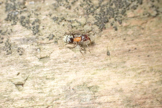 Liometopum microcephalum - tölgyfahangya