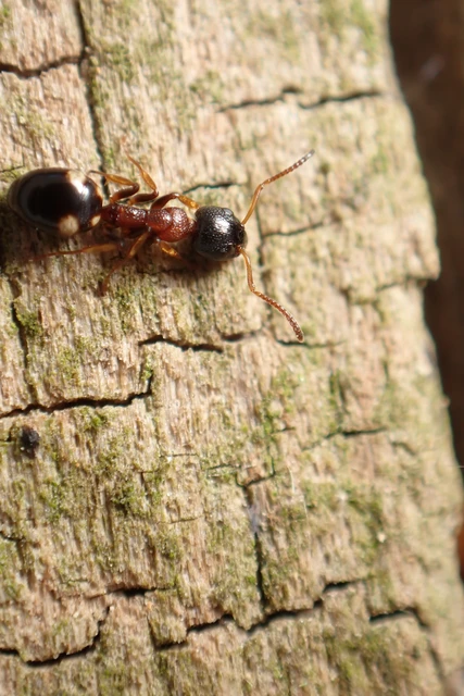 Dolichoderus quadripunctatus - négypettyes erdeihangya