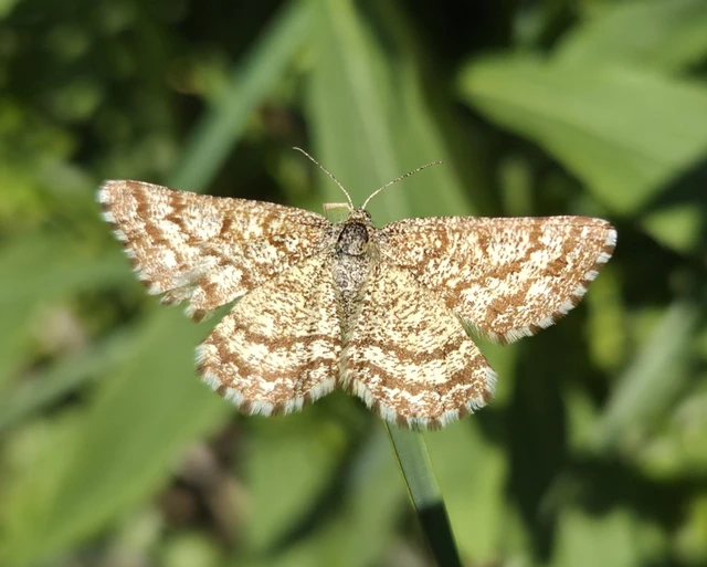 Ematurga atomaria - barna rétiaraszoló