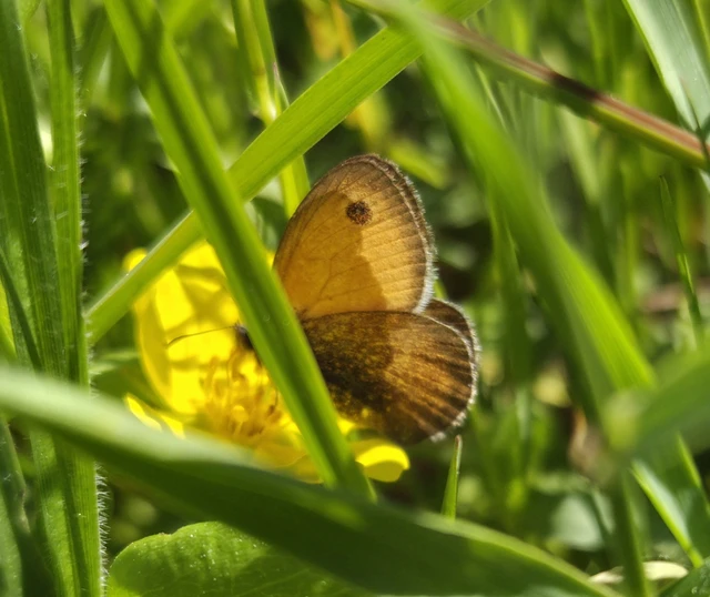 Coenonympha pamphilus - kis szénalepke