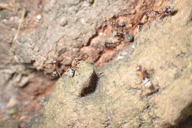 Liometopum microcephalum - tölgyfahangya