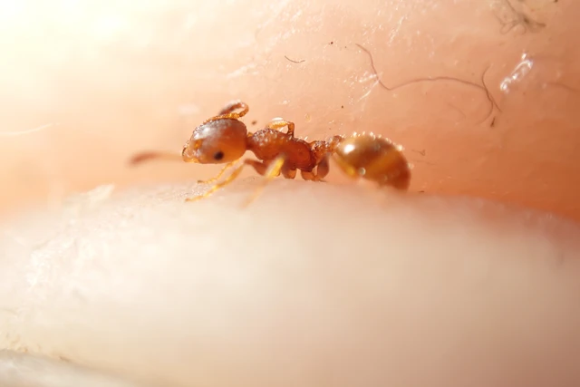 Temnothorax affinis - erdei kéreghangya