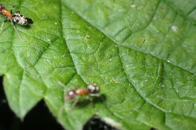 Liometopum microcephalum - tölgyfahangya