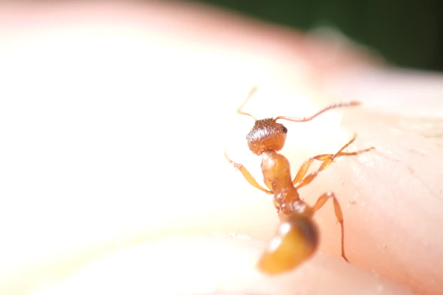 Myrmica rubra - közönséges bütyköshangya