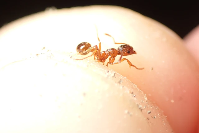Myrmica rubra - közönséges bütyköshangya