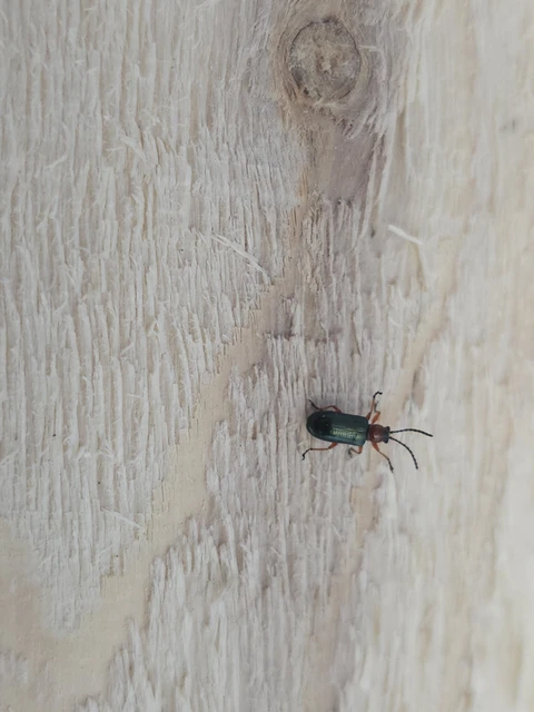 Oulema melanopus/duftschmidi