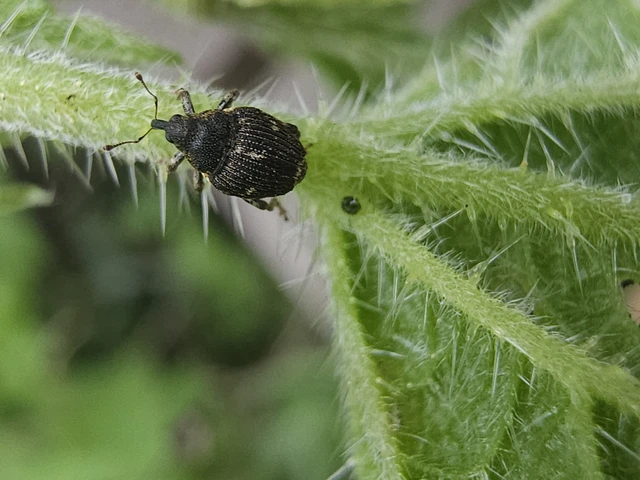 Nedyus quadrimaculatus - közönséges csalánormányos