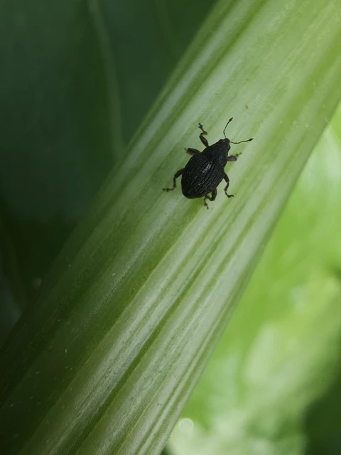 Rhinoncus leucostigma - vöröslábú sóskaormányos