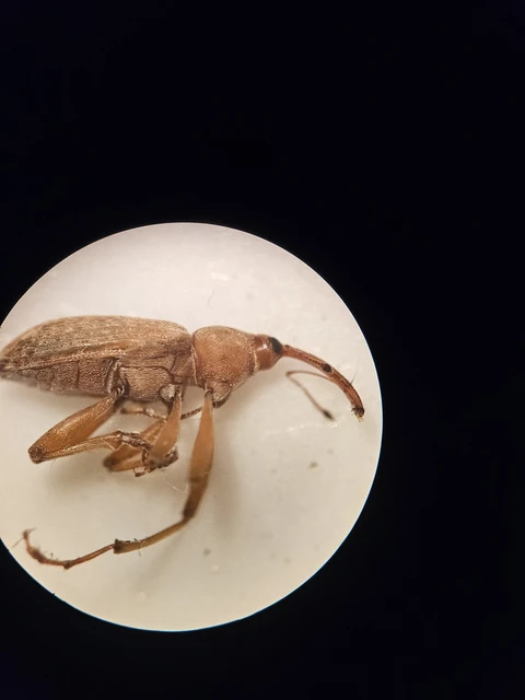 Dorytomus longimanus - kétalakú hangormányos