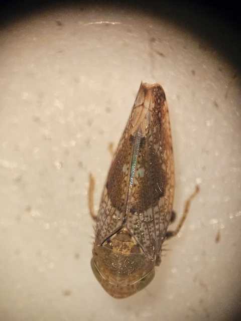 Hishimonus hamatus