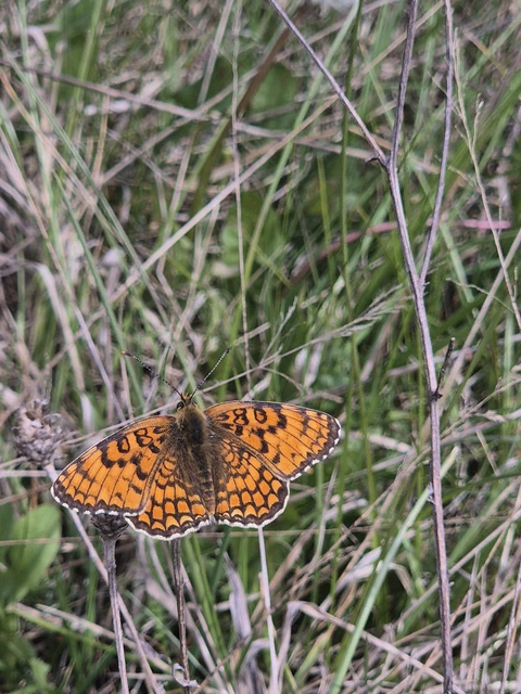 Macrolepidoptera - Nagylepkék