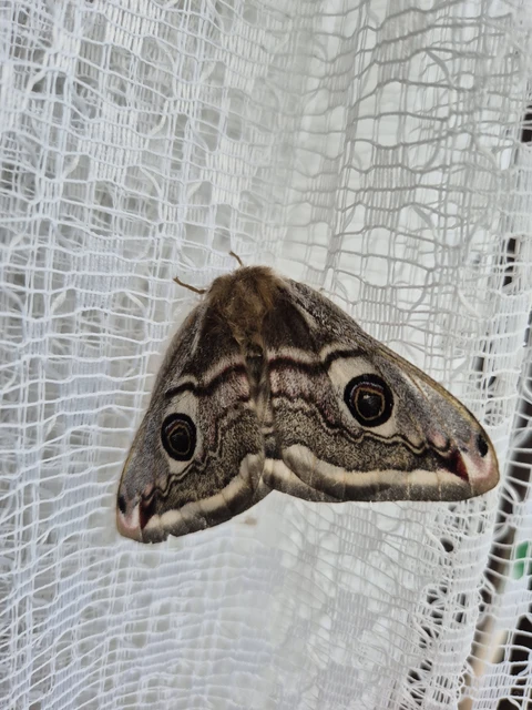 Saturnia pavoniella/pavonia
