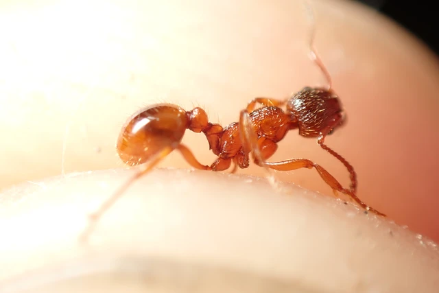 Myrmica rubra - közönséges bütyköshangya