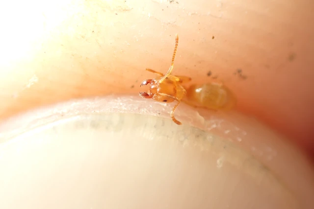 Lasius flavus - gyakori borostyánhangya