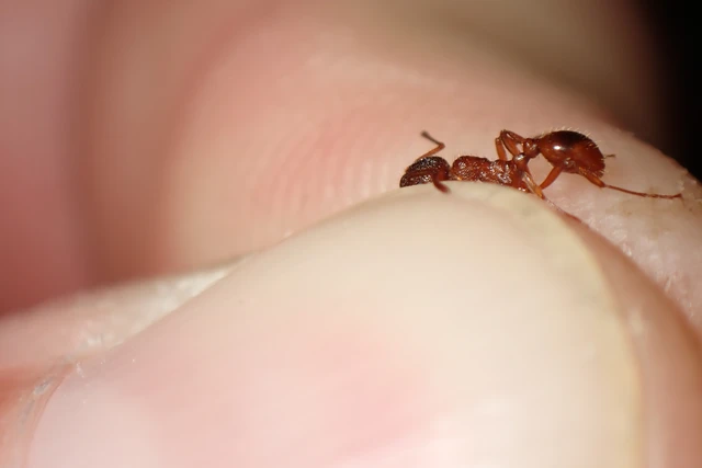Myrmica rubra - közönséges bütyköshangya
