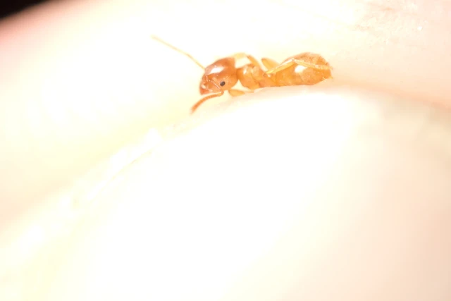 Lasius flavus - gyakori borostyánhangya