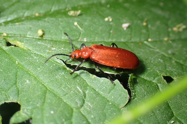 Pyrochroa serraticornis - közép-bíborbogár Pyrochroa serraticornis - közép-bíborbogár
