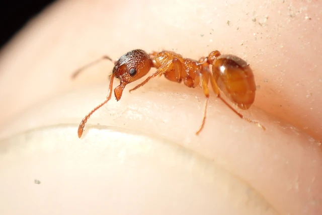Myrmica rubra - közönséges bütyköshangya