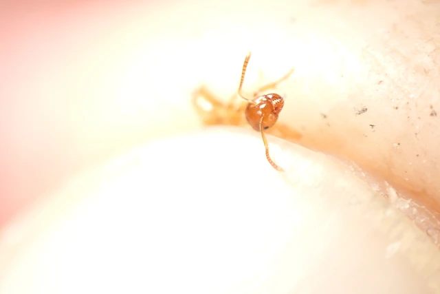 Lasius flavus - gyakori borostyánhangya