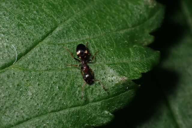 Dolichoderus quadripunctatus - négypettyes erdeihangya