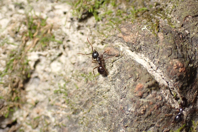 Lasius fuliginosus - kartonépítő fahangya