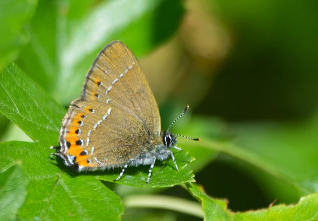 Satyrium pruni - szilvafa-csücsköslepke