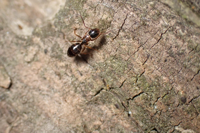 Camponotus fallax - ligeti lóhangya