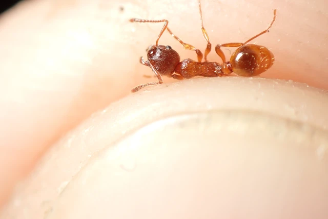 Myrmica rubra - közönséges bütyköshangya