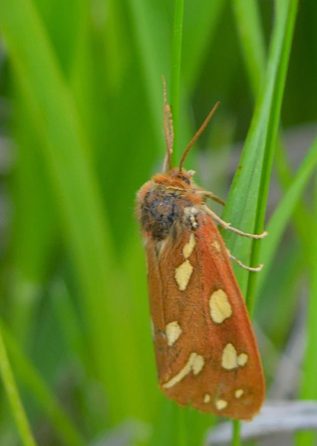 Hyphoraia aulica - barna medvelepke