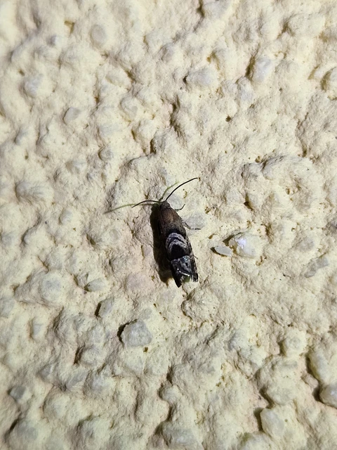 Cydia interscindana - boróka-tükrösmoly