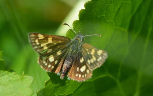 Carterocephalus palaemon - kockás busalepke
