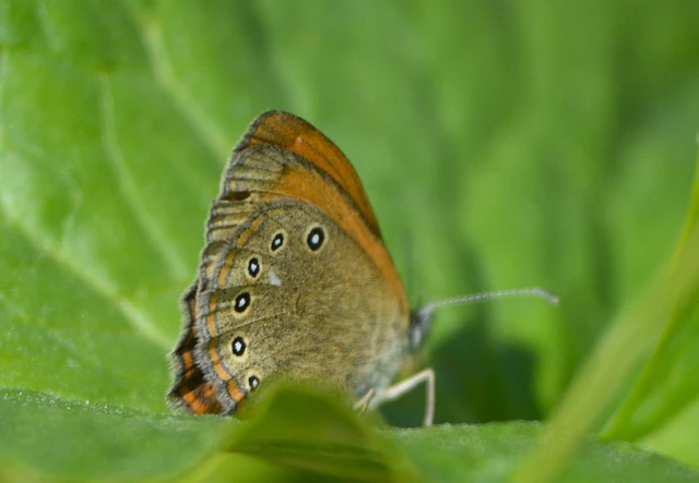 Coenonympha glycerion - közönséges szénalepke