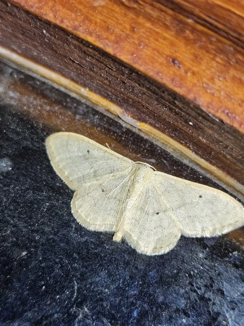 Idaea straminata - szalmasárga sávosaraszoló