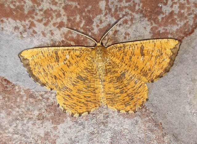 Angerona prunaria - sárga kökényaraszoló